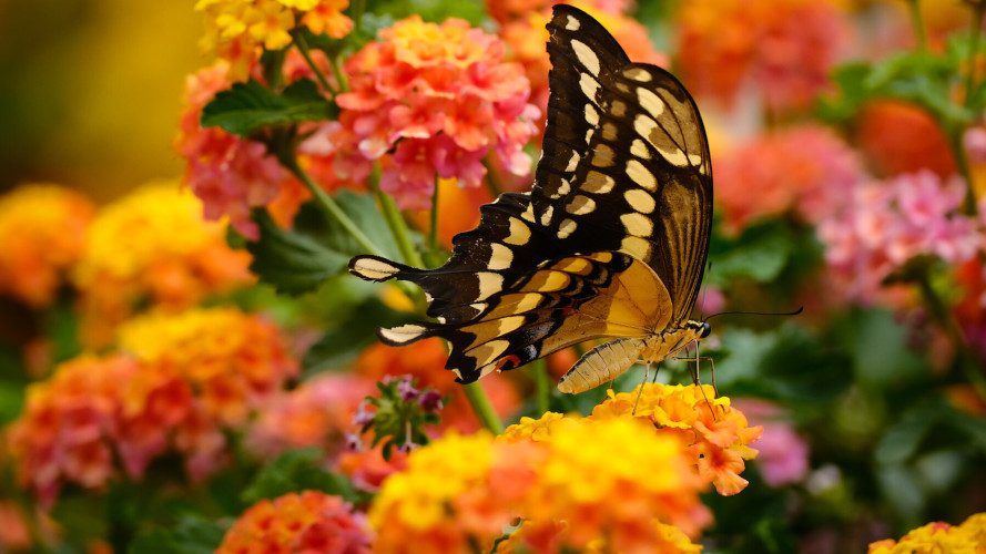 Yellow and black butterfly surrounded by colorful flowers