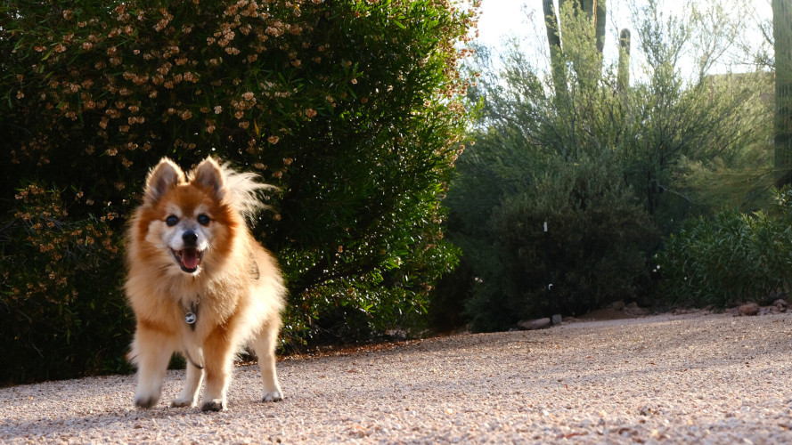 Pomeranian walking toward the camera with the sun toward his back